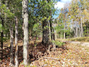 1.8 Acres on McNutt Lake in Northern, WI!