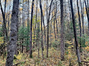 6-Acre Wooded Property in Lake Lucerne, Forest County, WI!