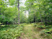 5 Acres with Driveway and Clearing!