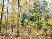 3 Acres Wooded Land in Marinette County near the Wild Rivers!