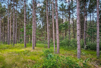 2 Acres Near Lakes & Golf Courses! 2 Acres Near Lakes & Golf Courses!