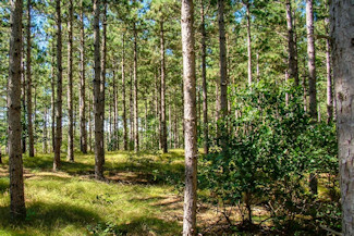 2 Acres Near Lakes & Golf Courses! 2 Acres Near Lakes & Golf Courses!