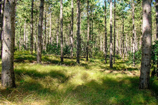 2 Acres Near Lakes & Golf Courses! 2 Acres Near Lakes & Golf Courses!