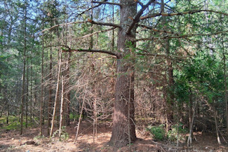 10 Acres Near Spirit River Flowage! 10 Acres Near Spirit River Flowage!