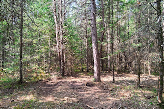 10 Acres Near Spirit River Flowage! 10 Acres Near Spirit River Flowage!