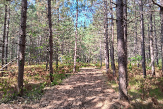 10 Acres Near Spirit River Flowage! 10 Acres Near Spirit River Flowage!