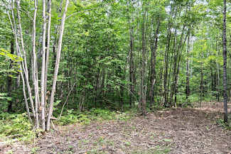 Northwest WI Acreage Near St. Croix River! Northwest WI Acreage Near St. Croix River!