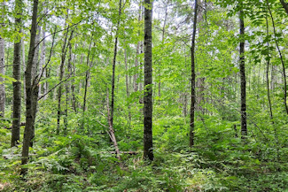 Northwest WI Acreage Near St. Croix River! Northwest WI Acreage Near St. Croix River!