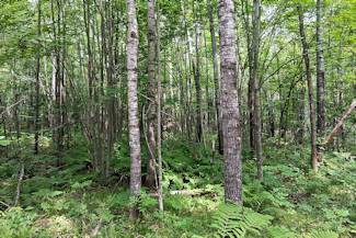 Northwest WI Acreage Near St. Croix River! Northwest WI Acreage Near St. Croix River!
