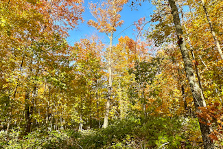Northern WI Acreage Near National Forest!