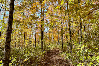 Northern WI Acreage Near National Forest!