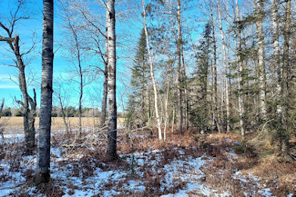 Picture Perfect Hayfield & Woods!