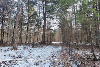 Walk the Lake - Wooded Acreage!