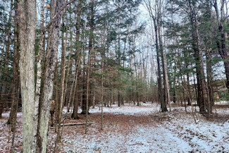 3 Acres by Crane and Chase Lake!