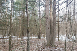 3 Acres by Crane and Chase Lake!