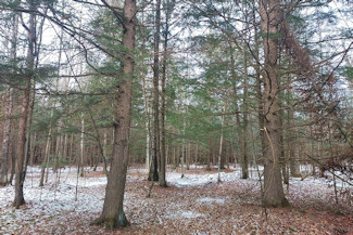 3 Acres by Crane and Chase Lake!