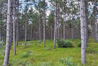3.6 Acres Near Lakes & Trails! 3.6 Acres Near Lakes & Trails!