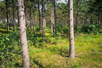 3.6 Acres Near Lakes & Trails! 3.6 Acres Near Lakes & Trails!