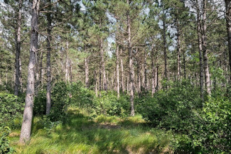 6.4 Acres near Lakes & Golf Courses! 6.4 Acres near Lakes & Golf Courses!