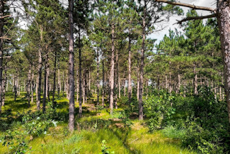 6.4 Acres near Lakes & Golf Courses! 6.4 Acres near Lakes & Golf Courses!