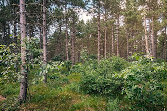 6.4 Acres near Lakes & Golf Courses! 6.4 Acres near Lakes & Golf Courses!
