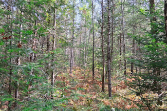 Northern WI Acreage near Lake Nokomis! Northern WI Acreage near Lake Nokomis!