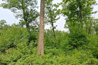 St. Croix River Area Land For Sale! St. Croix River Area Land For Sale!