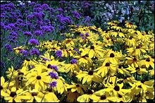 Spring flowers