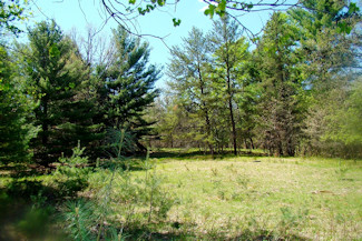 Picture Perfect Hayfield & Woods!