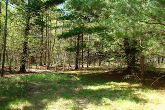 Picture Perfect Hayfield & Woods!
