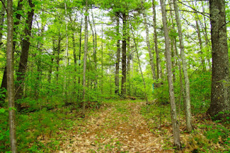Picture Perfect Hayfield & Woods!