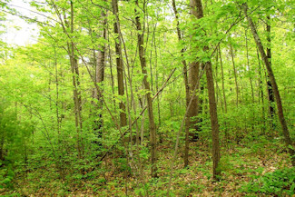 Picture Perfect Hayfield & Woods!