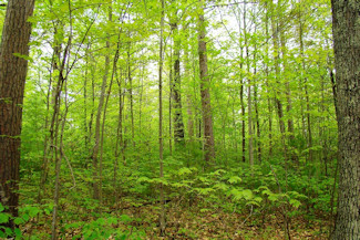 Prime 10 Acre Bargain Priced!