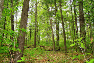 Prime 10 Acre Bargain Priced!