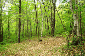 Prime 10 Acre Bargain Priced!