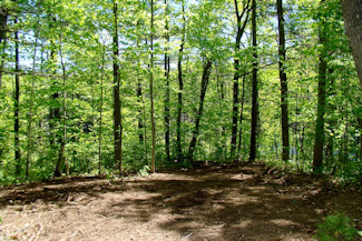 Walk to the Lake - Wooded Acreage!