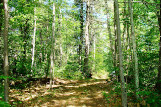Walk to the Lake - Wooded Acreage!