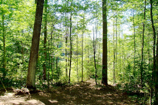 Walk to the Lake - Wooded Acreage!