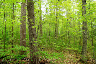 Walk to the Lake - Wooded Acreage!