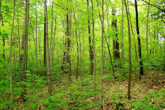 Walk to the Lake - Wooded Acreage!