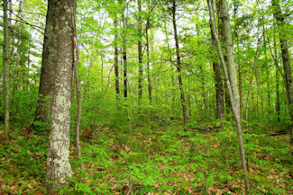 3 Acres with Driveway & Campsite!