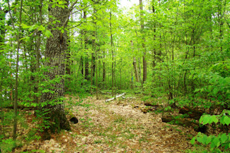 3 Acres with Driveway & Campsite!