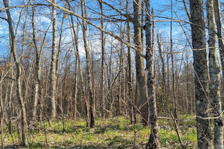 1.9 Acres Near National Forest! 1.9 Acres Near National Forest!