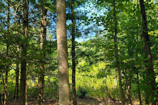 Western WI Acreage Near State Forest!