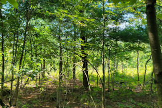Western WI Acreage Near State Forest!