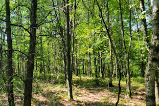 Western WI Acreage Near State Forest!