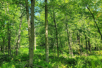 Western WI Acreage Near State Forest!