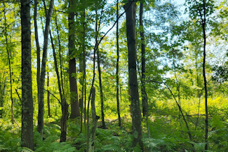 Western WI Acreage Near State Forest!