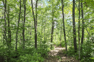 Minong Flowage Area Land For Sale! Minong Flowage Area Land For Sale!