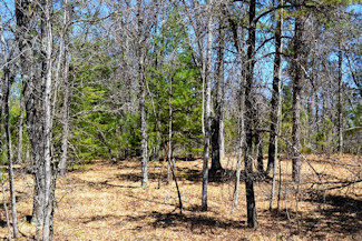 1.9 Acres Bordering National Forest!